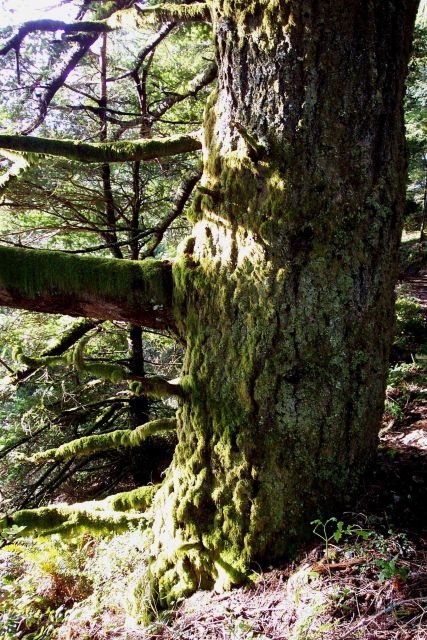 A moss-covered Douglas Fir at Purisima Creek Redwoods Open Space Preserve on Skyline Drive southof San Francisco. Picture