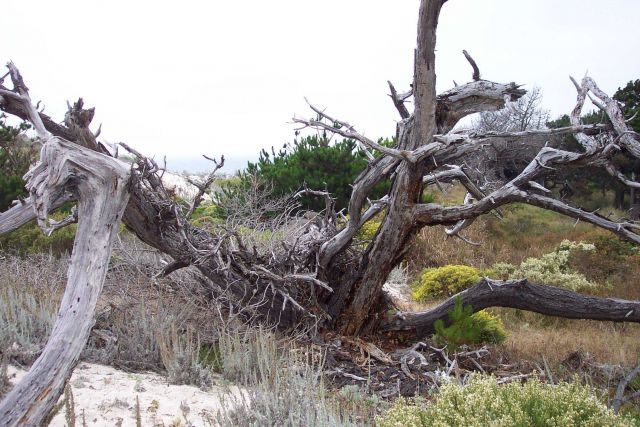 Remains of a Monterey pine, Pinus radiata, and various types of dune vegetation. Picture