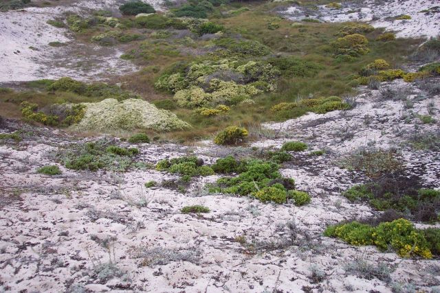 Dune vegetation. Picture
