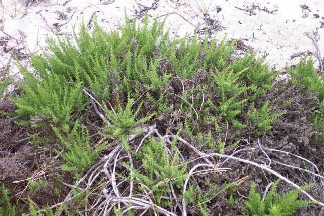 Dune vegetation. Picture
