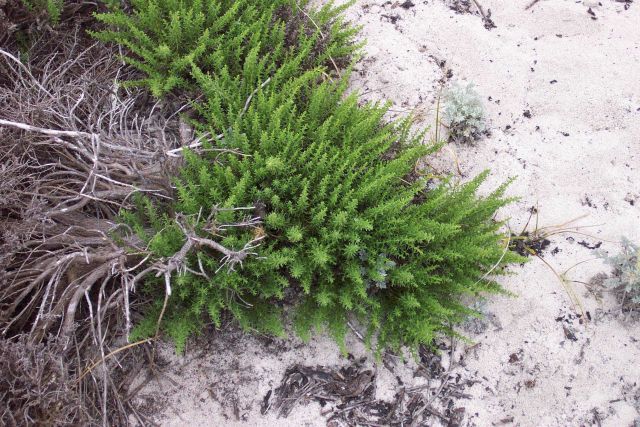 Dune vegetation. Picture
