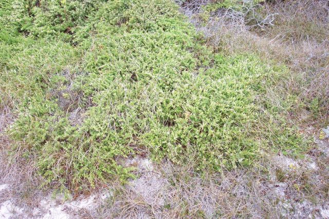 Dune vegetation. Picture