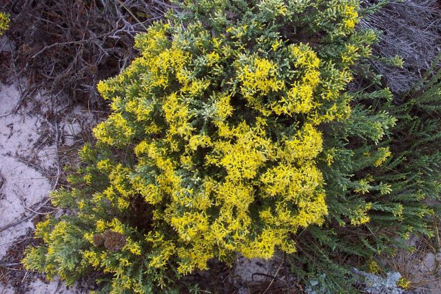 Dune vegetation. Picture