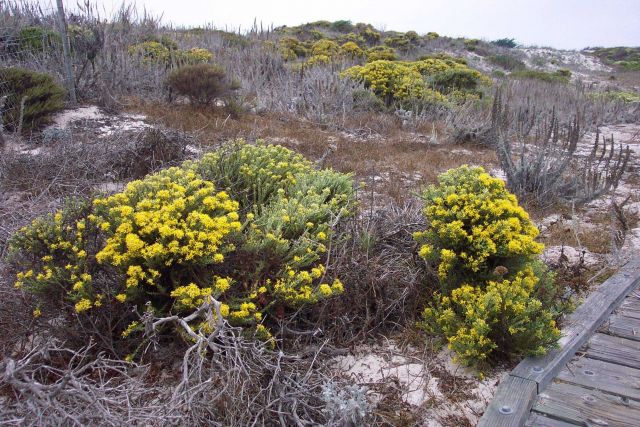 Dune vegetation. Picture