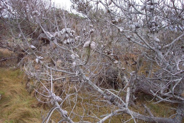 A dead Montery pine tree, Pinus radiata with cones still attached to the the branches. Picture