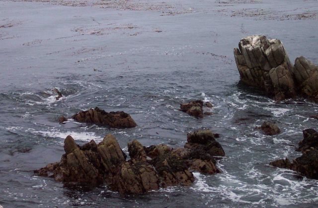 A sea-otter's head can be seen in the left-center of the image. Picture