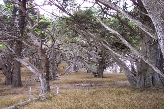 The Allan Grove of Cupressus macrocarpa, the Monterey cypress, at Point Lobos State Reserve. Picture