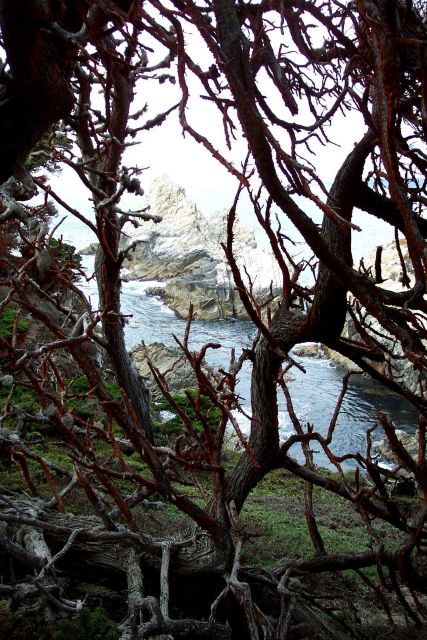 A magnificent headland at Point Lobos as seen through Monterey Cypress, Cupressus macrocarpa Picture