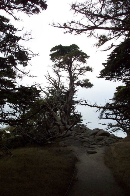 Monterey cypress on a Point Lobos Santa Lucia granodiorite outcrop. Picture