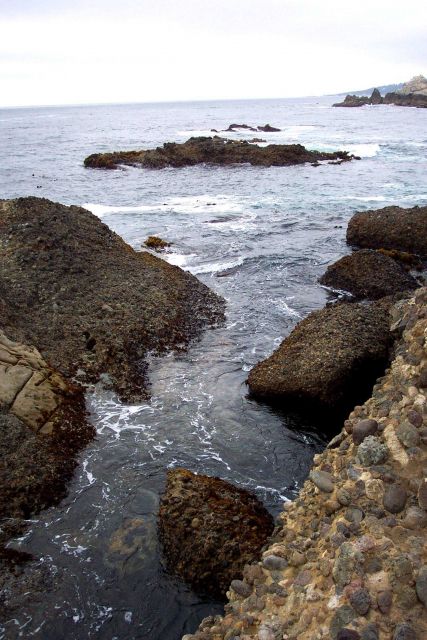 Conglomerate of the Carmelo Formation at Point Lobos eroding and leaving behind a tidepool. Picture