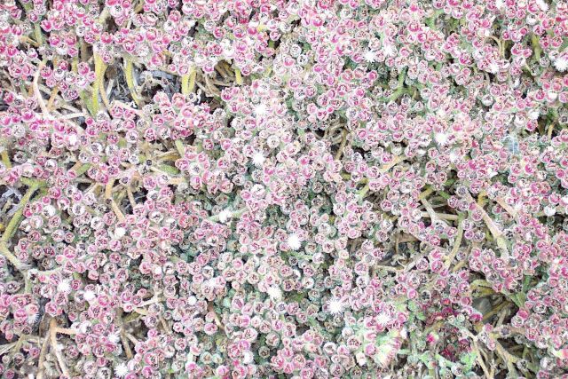 A bed of flowers at Point Lobos. Picture