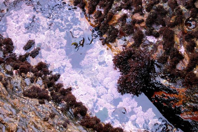 Looking into a tide pool at Point Lobos. Picture