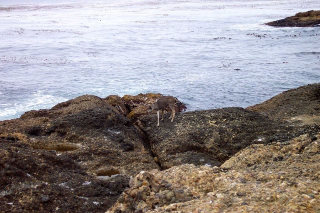 A deer going for a stroll along the ocean's edge at Point Lobos or perhaps it was interested in the Carmelo Conglomerate. Picture