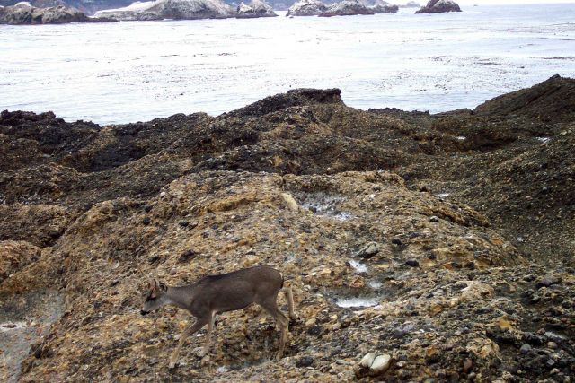 A deer going for a stroll along the ocean's edge at Point Lobos. Picture