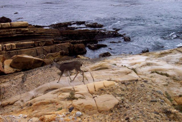 A deer going for a stroll along the ocean's edge at Point Lobos. Picture