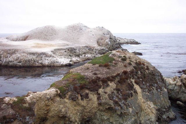 Bird Island covered with guano. Picture