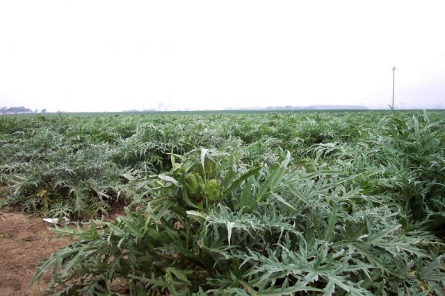 Artichoke fields near Moss Landing Picture