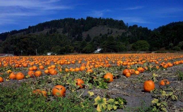 A pumpkin patch along Highway 1 north of Davenport. Picture