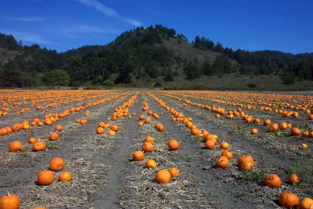 A pumpkin patch along Highway 1 north of Davenport. Picture