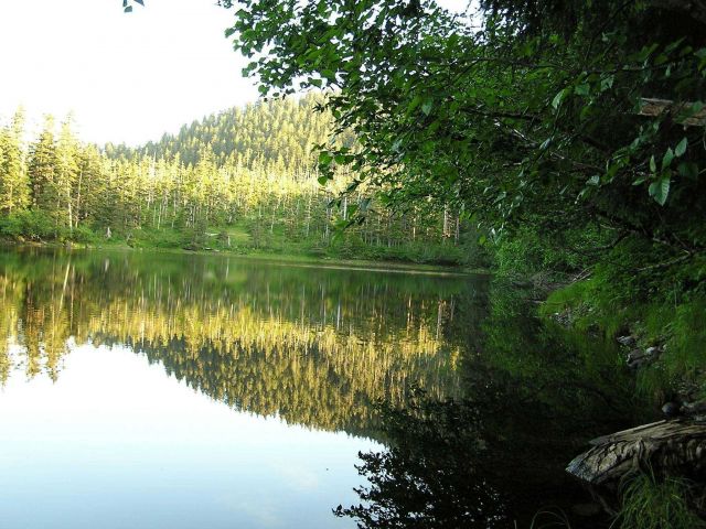 Reflections on a sheltered cove in vicinity of Elrington Point Picture