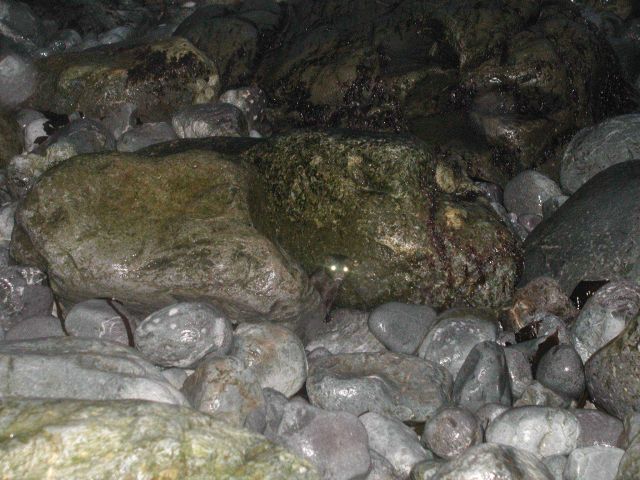 The cobble beach at Point Elrington Picture