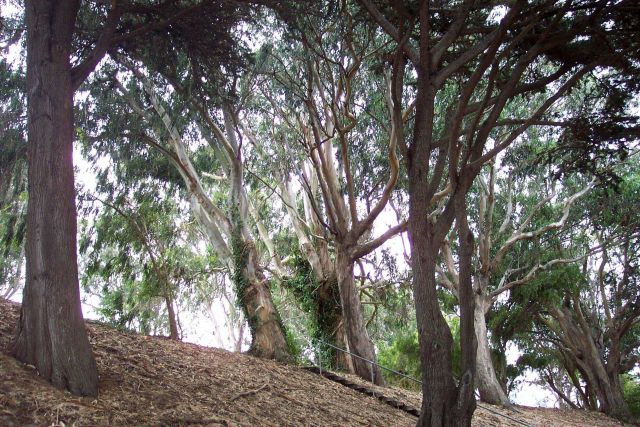 Eucalyptus trees on a hillside at Fort Mason showing the effects of the prevailing wind direction. Picture