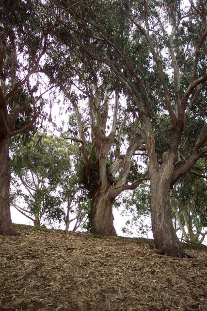 Huge eucalyptus trees at Fort Mason. Picture