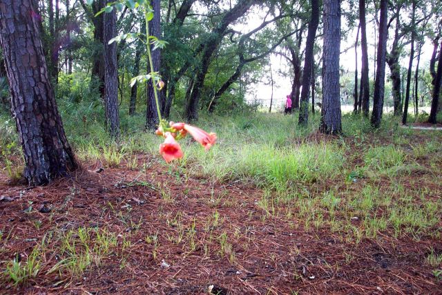 Vine with flowers hanging from tree on Daniel Island. Picture