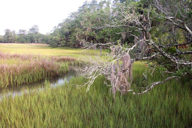 Salt water marsh, oaks and Spanish moss near the Wando River at Daniel Island. Picture
