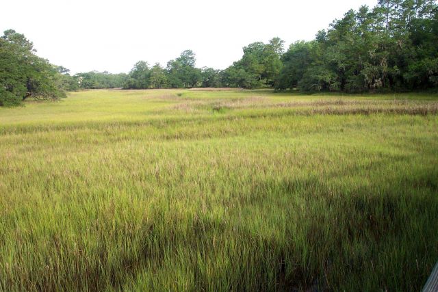 A salt water marsh giving the appearance of a luxuriant meadow near the Wando River. Picture