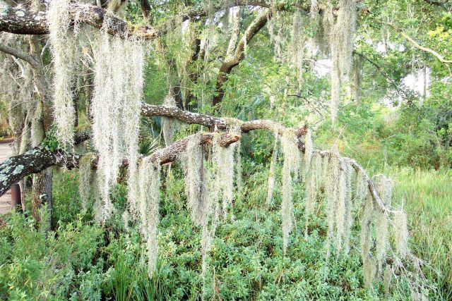 Spanish moss ( Tillandsia usneoides). Picture