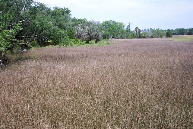 The edge of the salt marsh meeting oak and other higher ground flora on Daniel Island. Picture