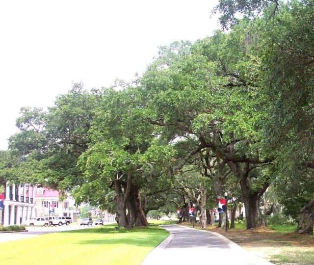 Giant oaks on Daniel Island. Picture