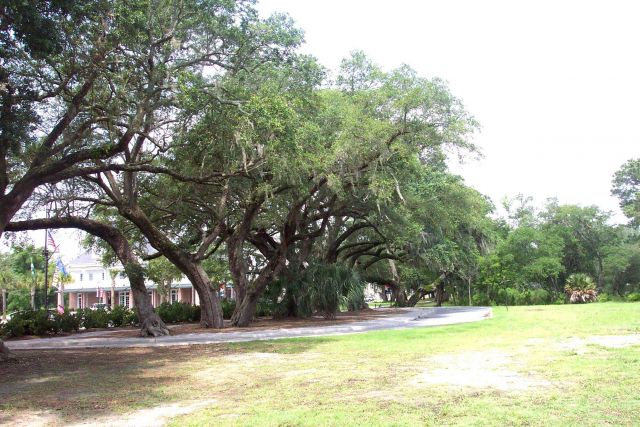 Giant oaks on Daniel Island. Picture