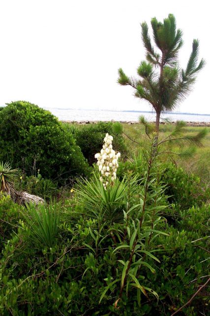 A yucca plant blooming in the dunes on Sullivans Island. Picture