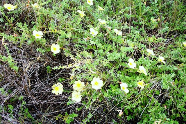 Flowers in the dunes on Sullivan Island. Picture