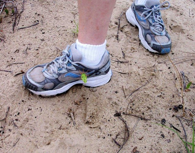 Glad that cactus got caught in a shoe instead of on a barefoot Picture