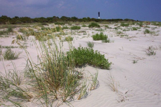 Dune vegetation and Sullivans Island lighthouse. Picture