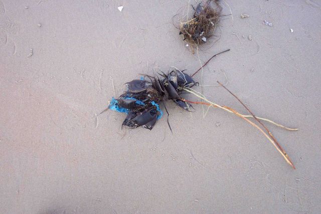 Sea purses intertwined with fragments of plastic at Cape Henry. Picture