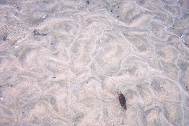 Ripple patterns and a single sea purse in a high energy tidal channel at Cape Henry. Picture