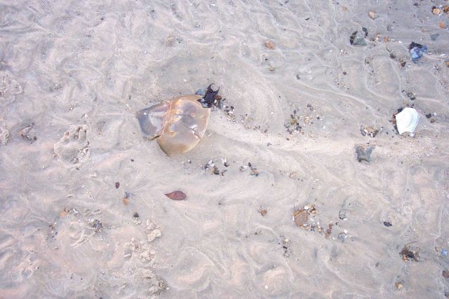 A remnant of a horseshoe crab shell leaves a scour hole and shows downstream direction of tidal flow. Picture