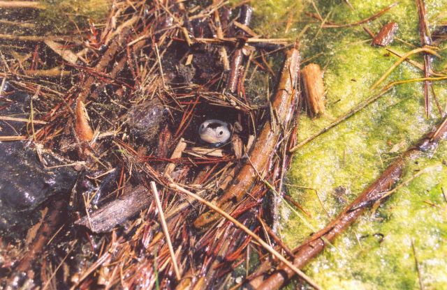 A juvenile terrapin poking its head up for a look around. Picture