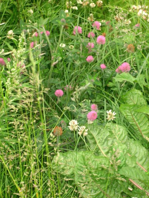 Wildflowers in the Aleutian Islands means it must be summer. Picture