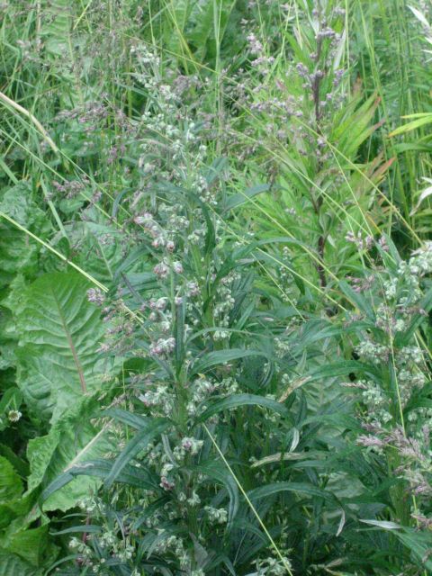Wildflowers in the Aleutian Islands means it must be summer. Picture