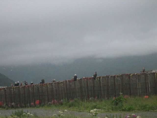 Looks like a good home for lazy eagles picking fish remains off drying nets. Picture