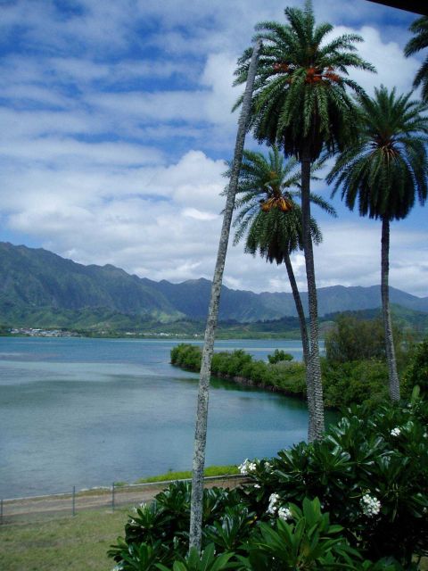 Palm trees, flowers, mountains, and a stand of mangrove in a placid bay. Picture
