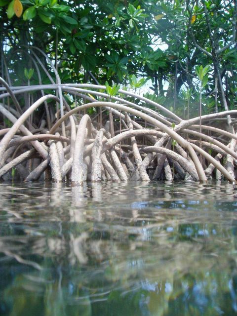 Magrove roots provide habitat for numerous marine animals. Picture