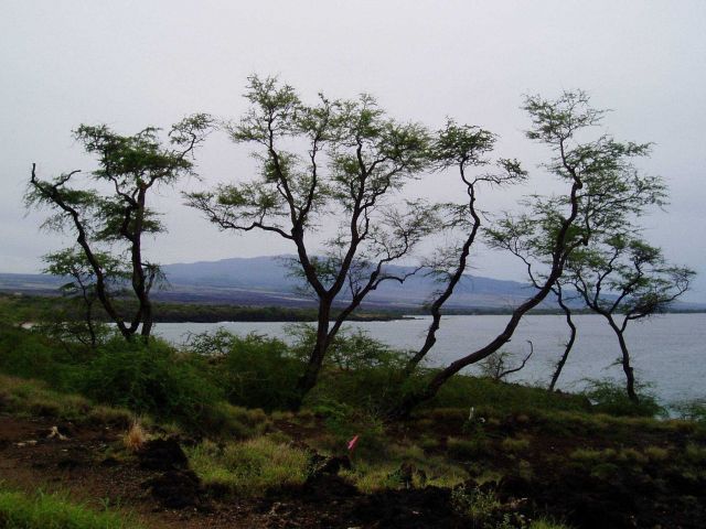 A rocky shoreline. Picture