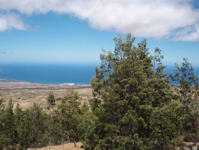 Evergreens in Hawaii. Picture