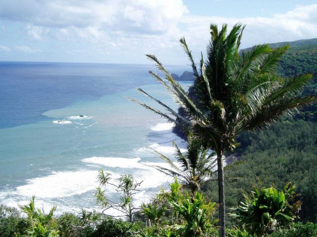 A lone palm tree on the cliffs on the Kohala Mountains at the northwest tip of the big island. Picture